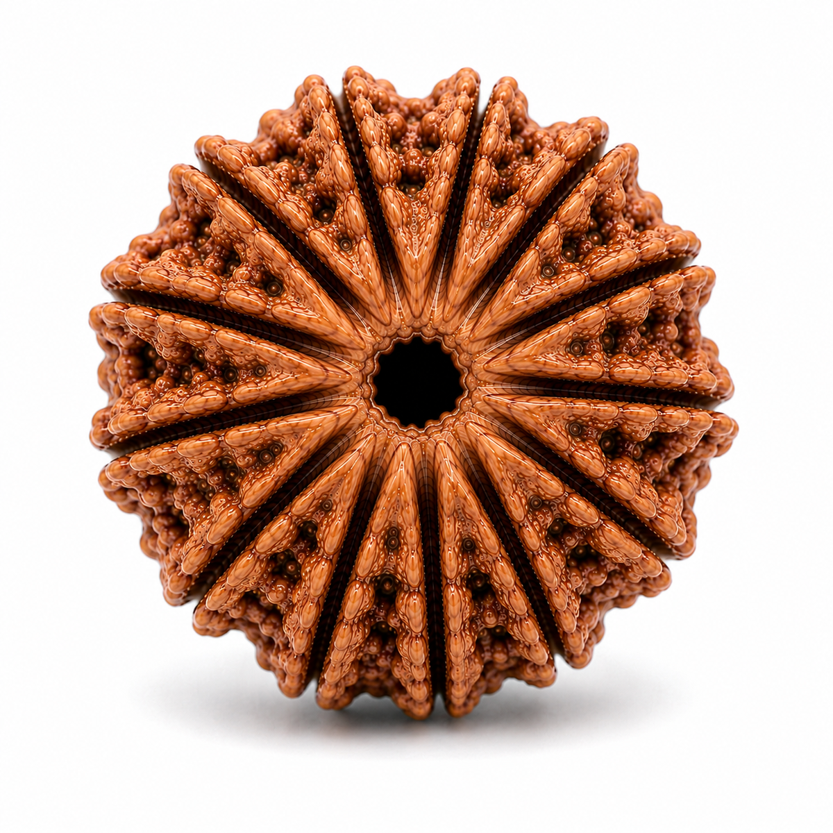 Divine 12 Mukhi Rudraksha | Barah Mukhi Rudraksha Bead for Puja & Japa