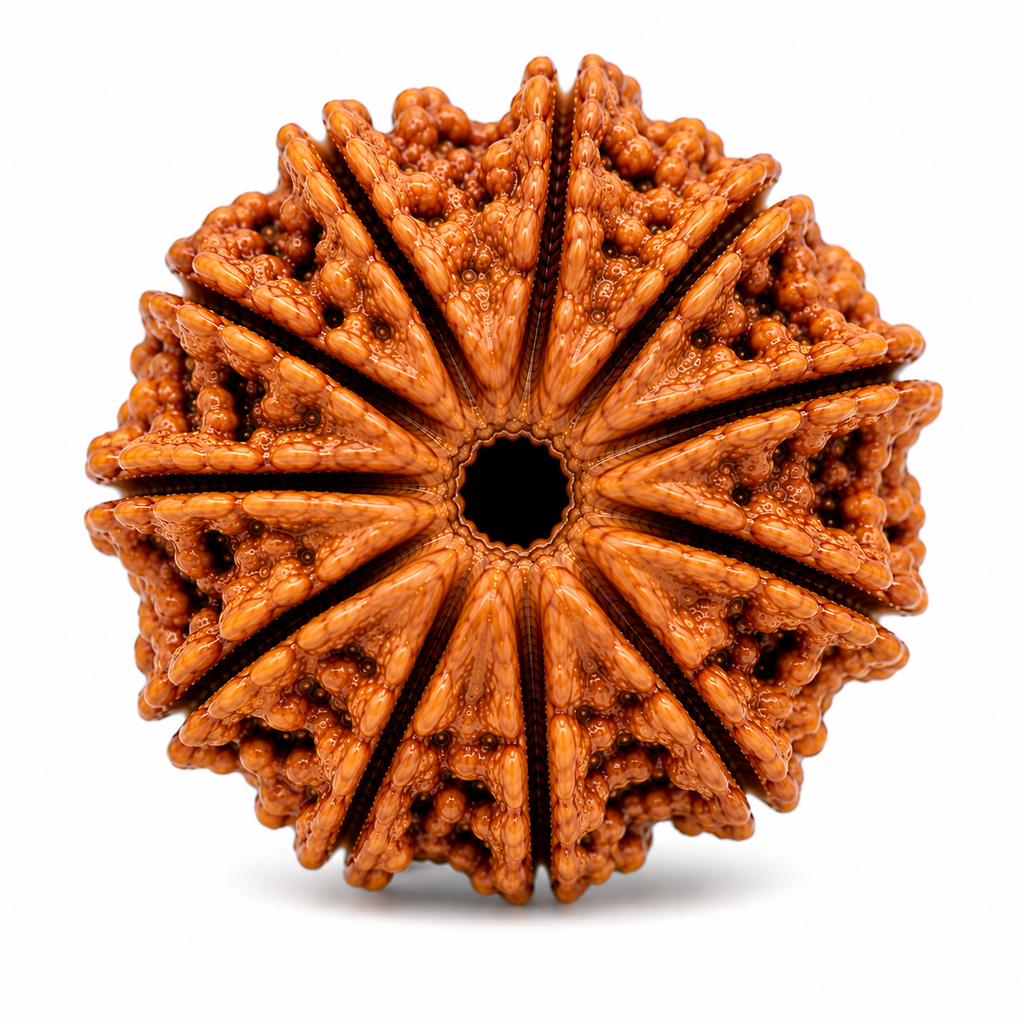 Divine 12 Mukhi Rudraksha | Barah Mukhi Rudraksha Bead for Puja & Japa