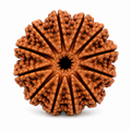 Authentic Style 13 Mukhi Rudraksha | Terah Mukhi Rudraksha Bead for Puja & Meditation