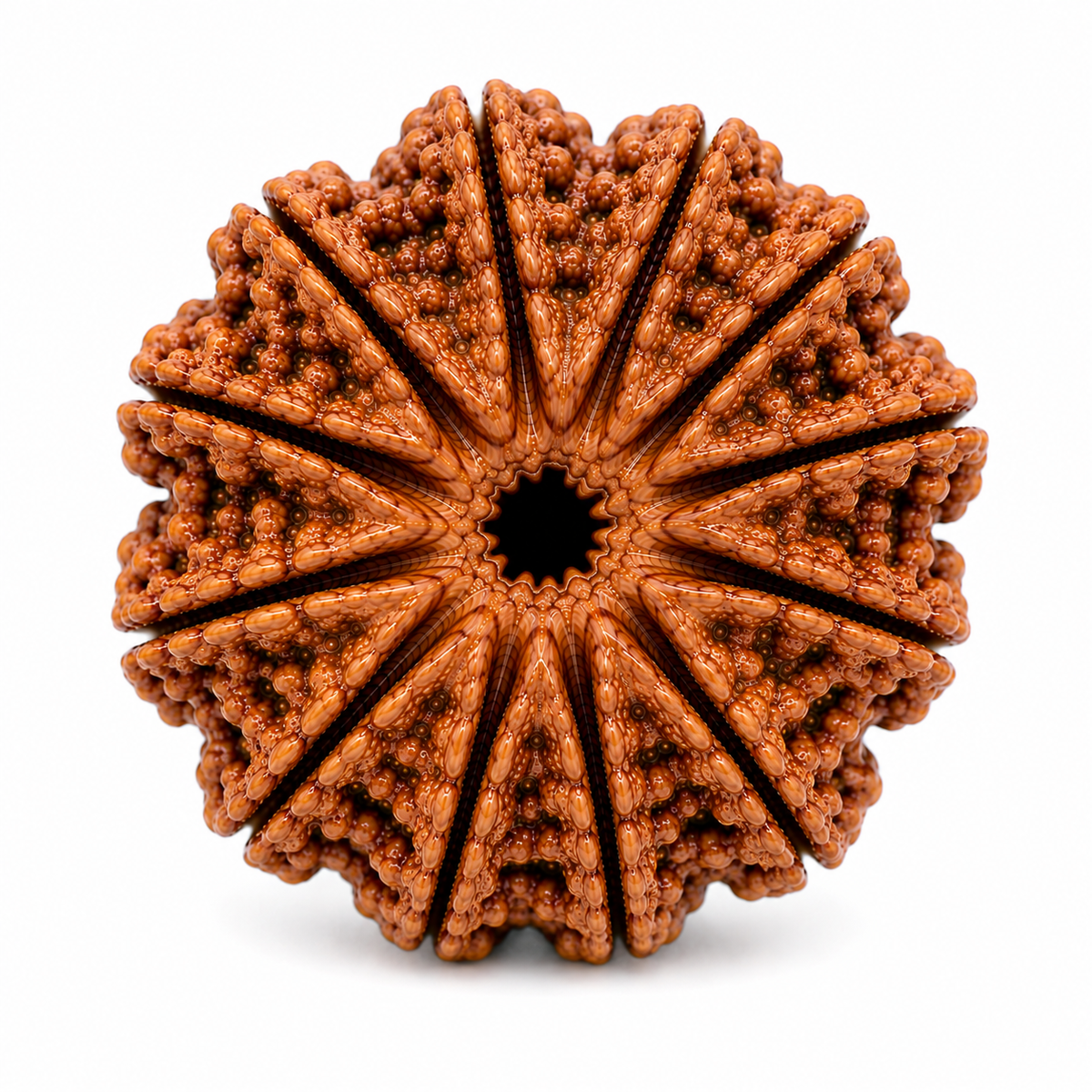 Authentic Style 13 Mukhi Rudraksha | Terah Mukhi Rudraksha Bead for Puja & Meditation