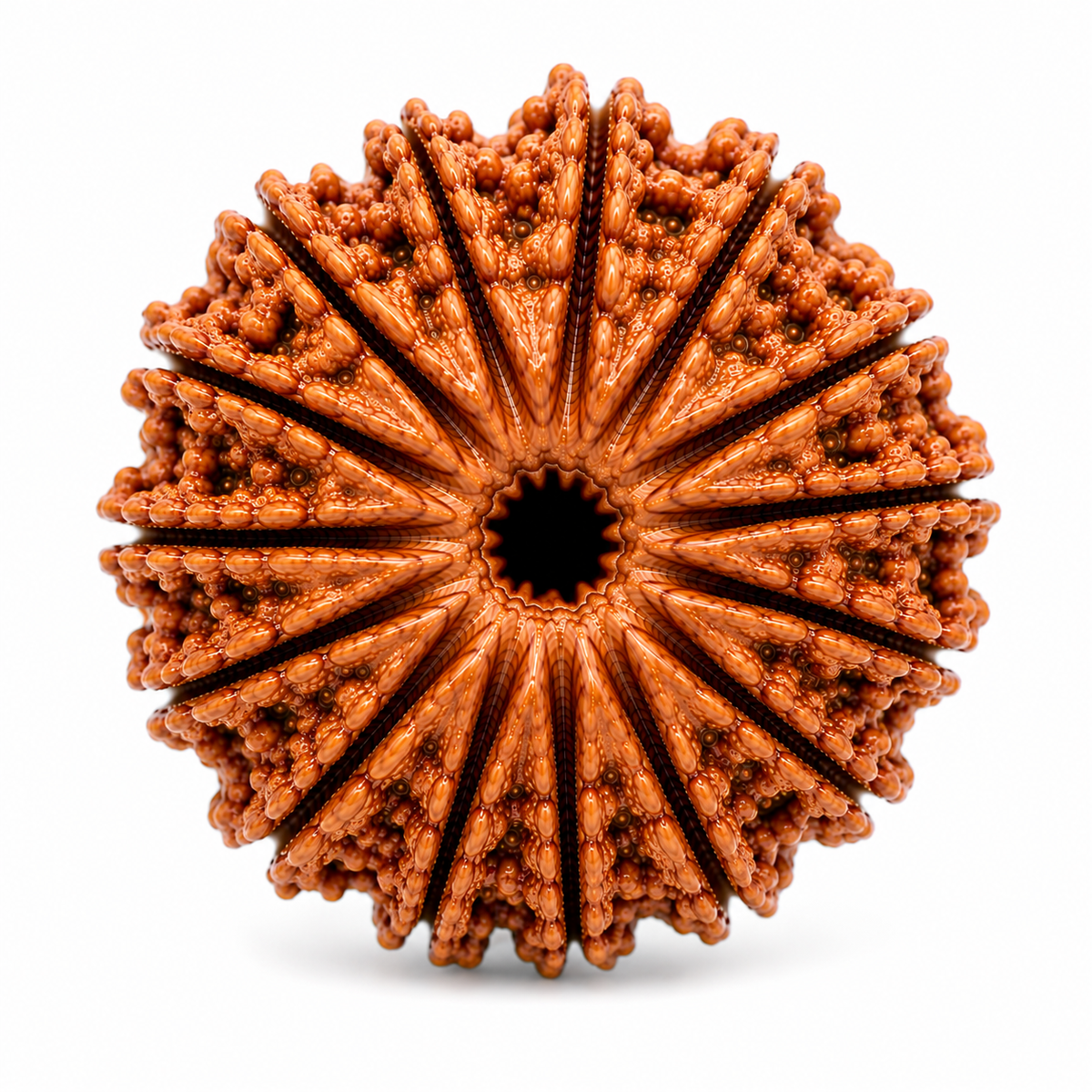Authentic Style 13 Mukhi Rudraksha | Terah Mukhi Rudraksha Bead for Puja & Meditation