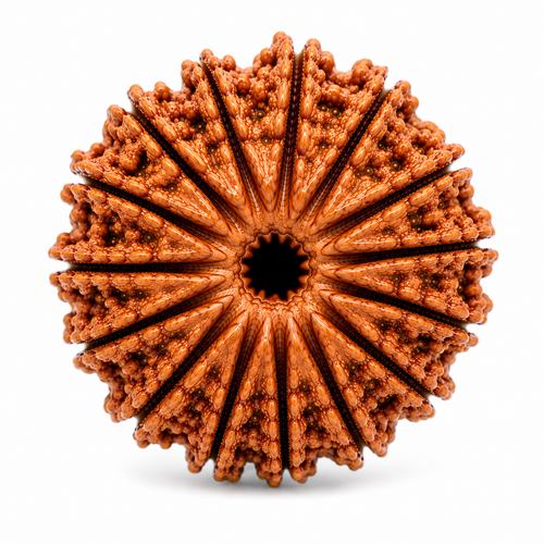 Authentic Style 13 Mukhi Rudraksha | Terah Mukhi Rudraksha Bead for Puja & Meditation