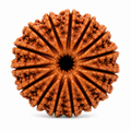 Premium 14 Mukhi Rudraksha | Chaudah Mukhi Rudraksha Bead for Puja, Japa & Meditation