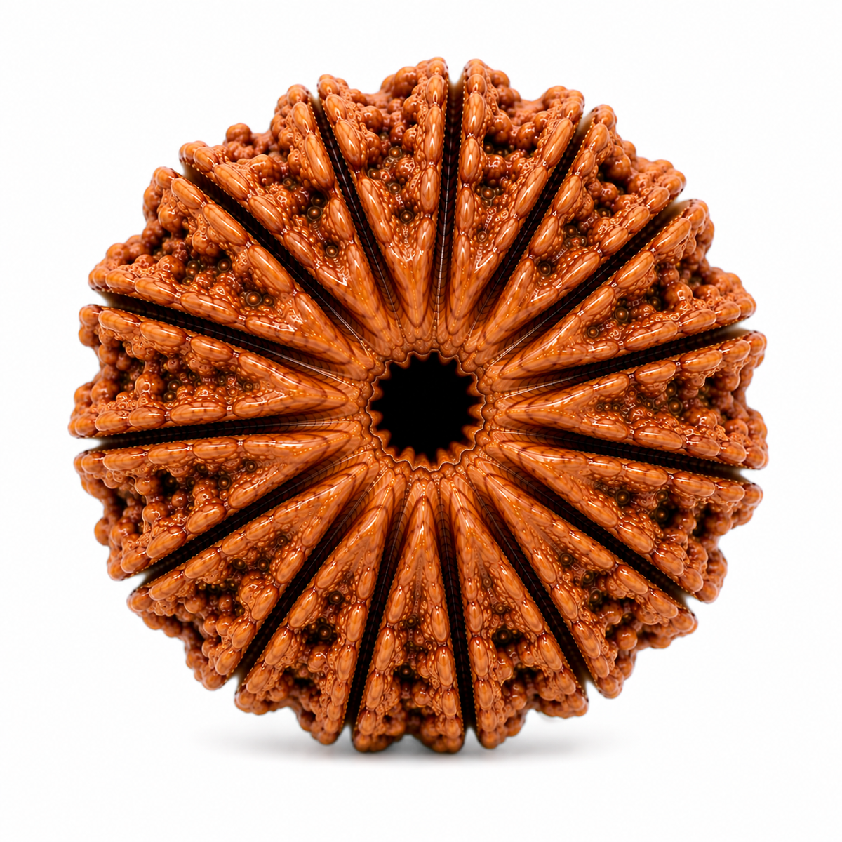 Premium 14 Mukhi Rudraksha | Chaudah Mukhi Rudraksha Bead for Puja, Japa & Meditation