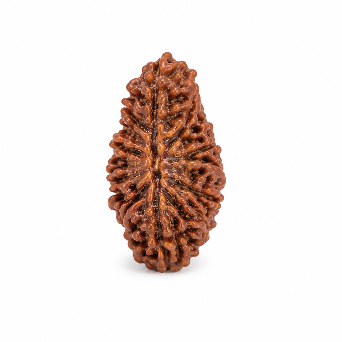 1 Mukhi Rudraksha | Ek Mukhi Rudraksha Bead for Puja & Spiritual Use