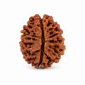 2 Mukhi Rudraksha | Do Mukhi Rudraksha Bead for Puja & Meditation