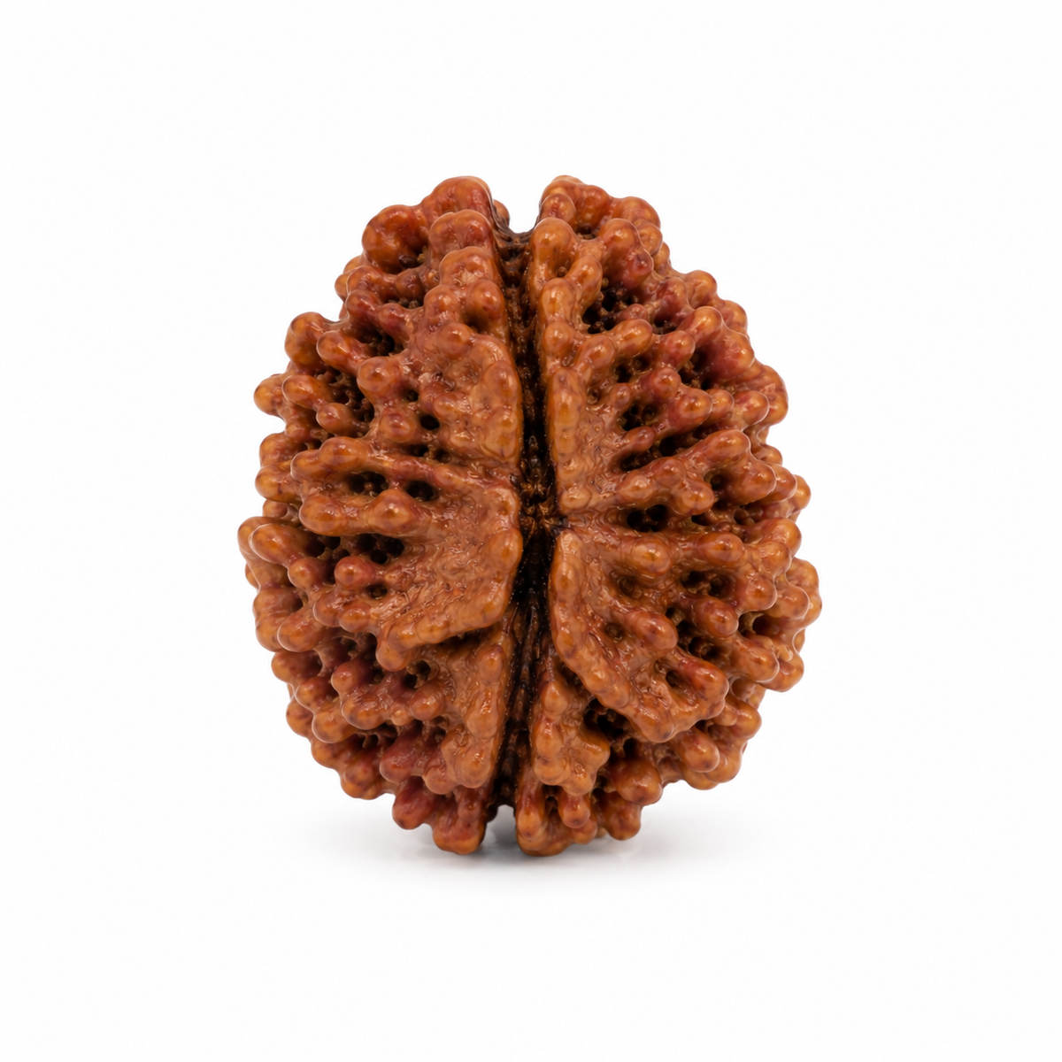 2 Mukhi Rudraksha | Do Mukhi Rudraksha Bead for Puja & Meditation