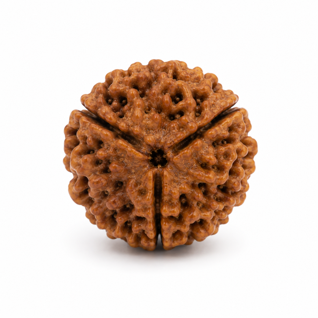 Teen Mukhi Rudraksha Bead for Puja & Meditation