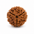 Teen Mukhi Rudraksha Bead for Puja & Meditation