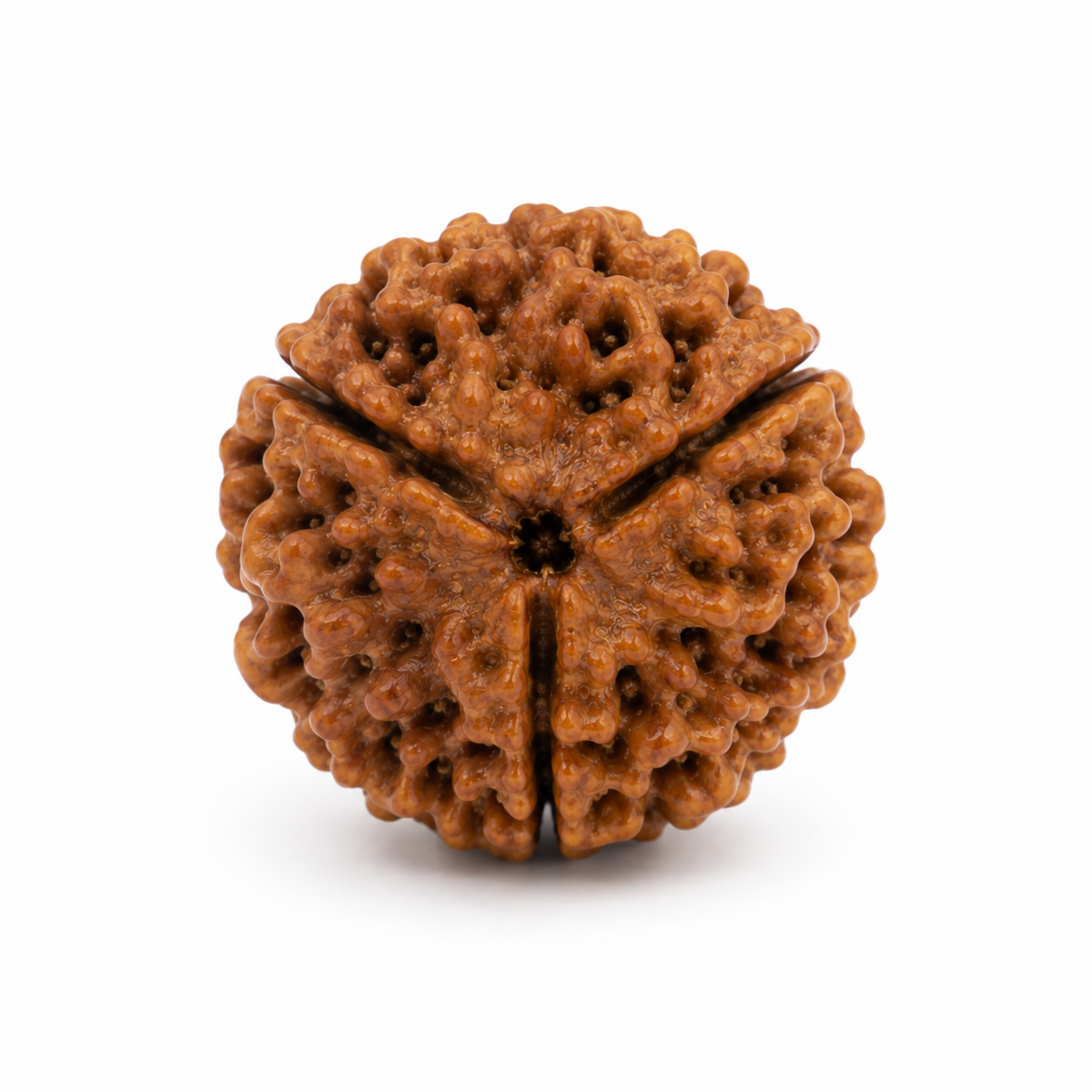 Teen Mukhi Rudraksha Bead for Puja & Meditation