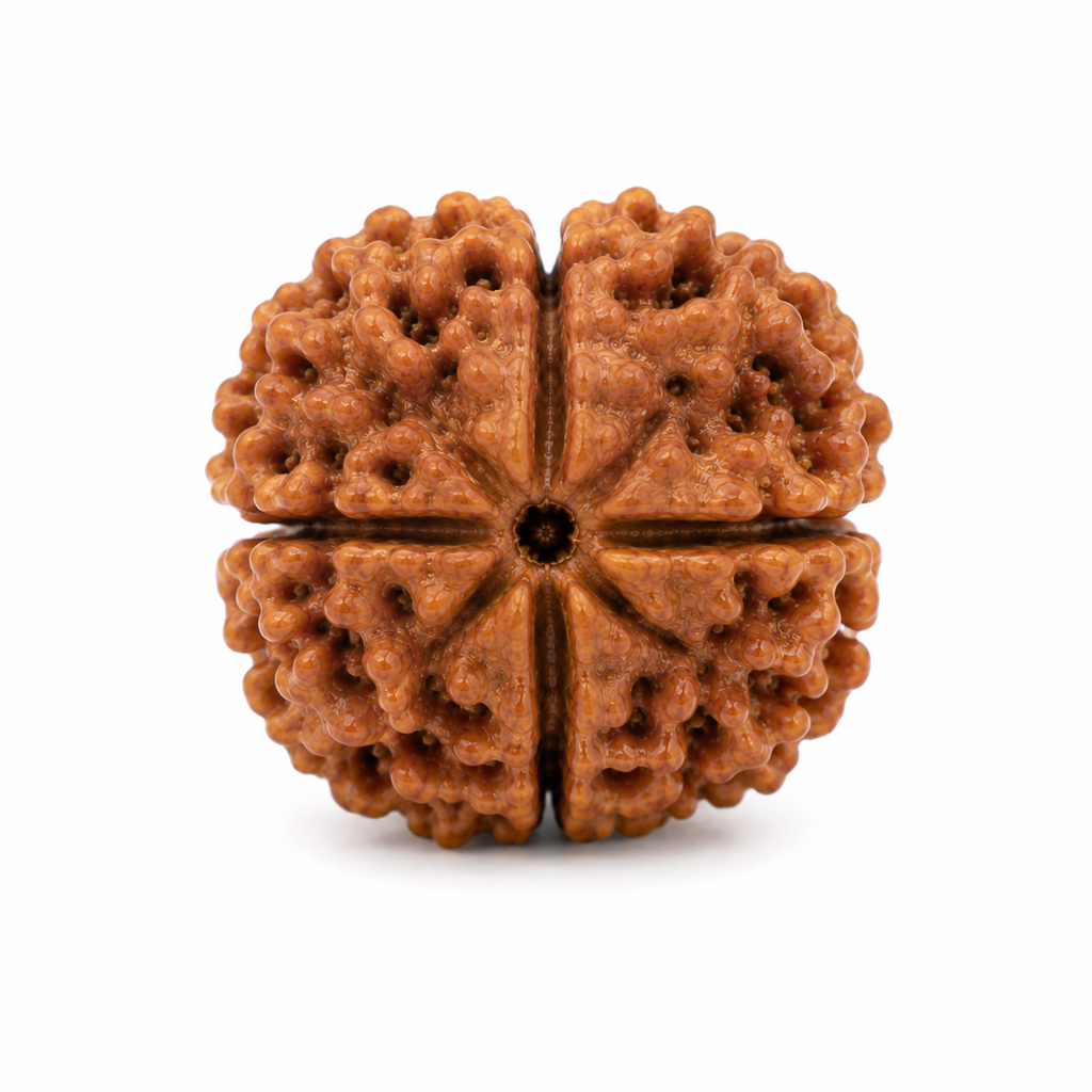 4 Mukhi Rudraksha