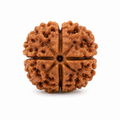 4 Mukhi Rudraksha