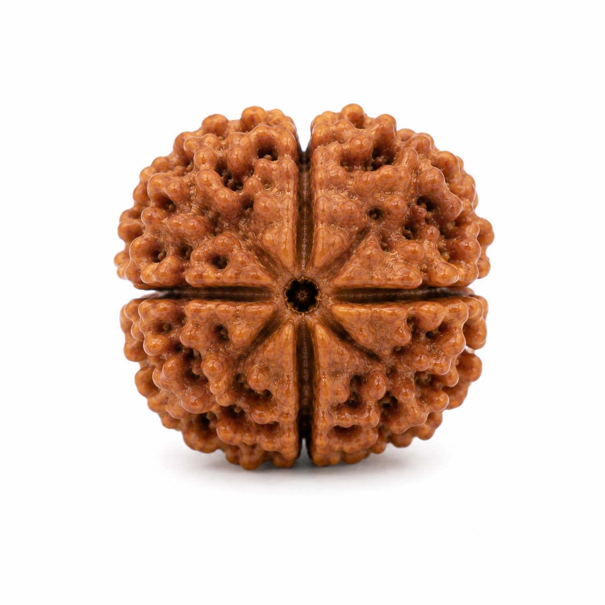 4 Mukhi Rudraksha