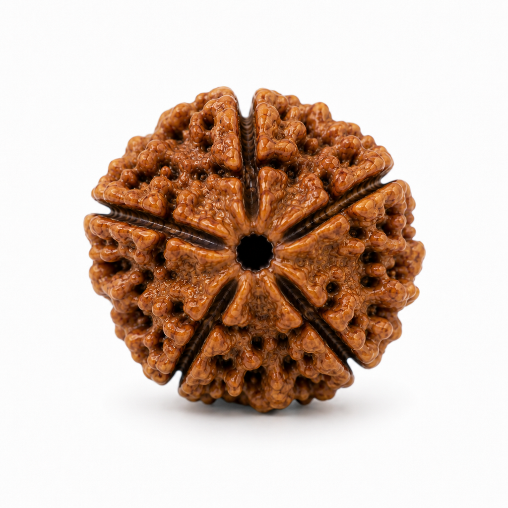 5 Mukhi Rudraksha | Panch Mukhi Rudraksha Bead for Puja & Meditation