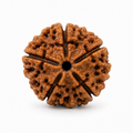 5 Mukhi Rudraksha | Panch Mukhi Rudraksha Bead for Puja & Meditation