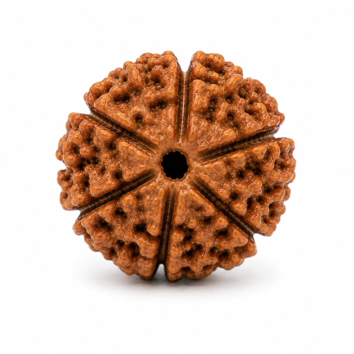 6 Mukhi Rudraksha