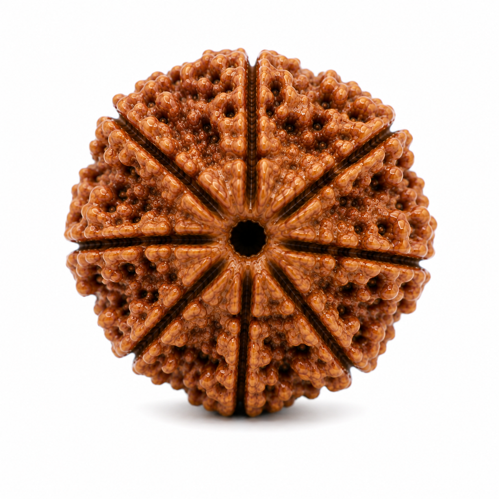 7 Mukhi Rudraksha | Saat Mukhi Rudraksha Bead for Puja