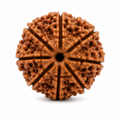 7 Mukhi Rudraksha | Saat Mukhi Rudraksha Bead for Puja