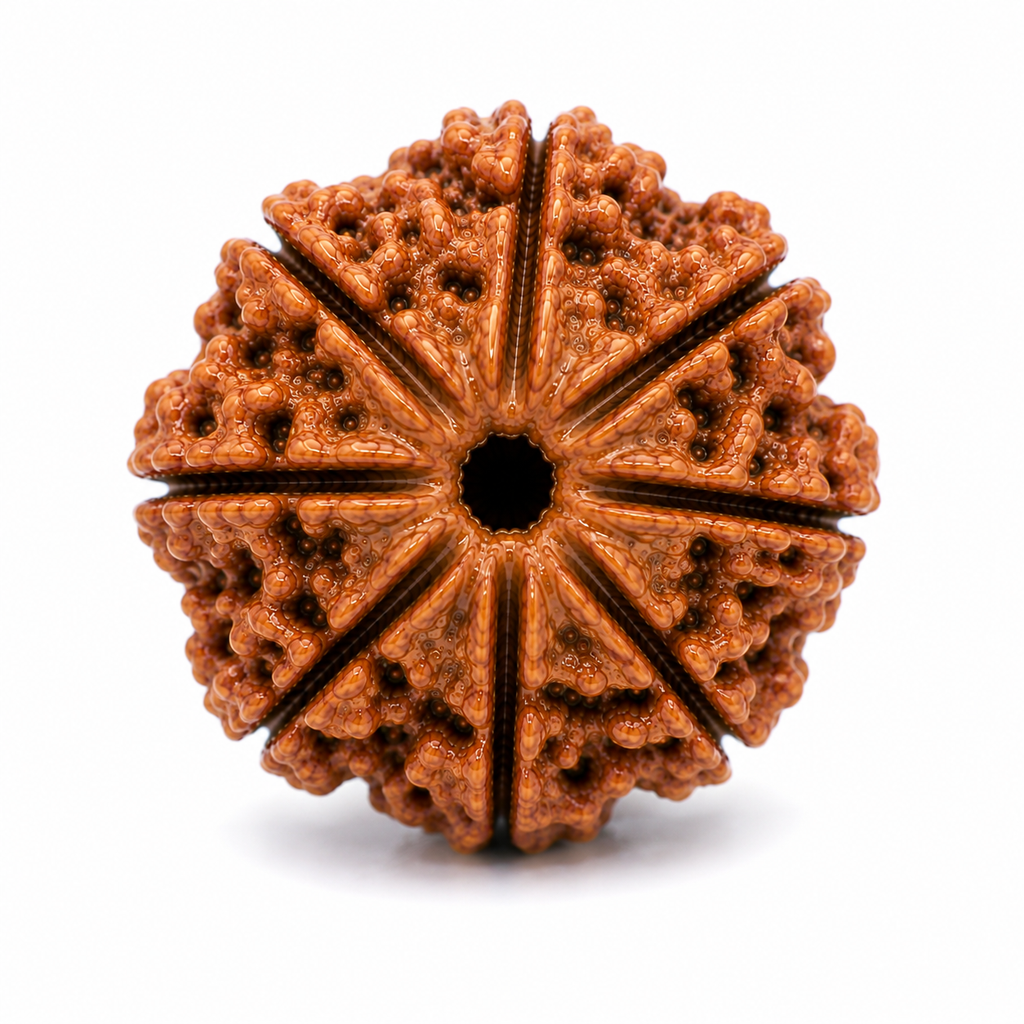 Sacred 8 Mukhi Rudraksha Bead | Asht Mukhi Rudraksha for Puja, Japa & Meditation