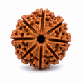 Sacred 8 Mukhi Rudraksha Bead | Asht Mukhi Rudraksha for Puja, Japa & Meditation