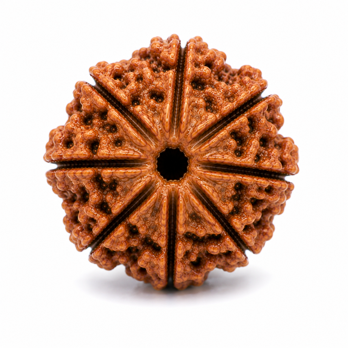 Sacred 8 Mukhi Rudraksha Bead | Asht Mukhi Rudraksha for Puja, Japa & Meditation