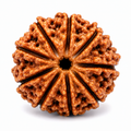 Divine 9 Mukhi Rudraksha | Nav Mukhi Rudraksha Bead for Puja, Japa & Meditation