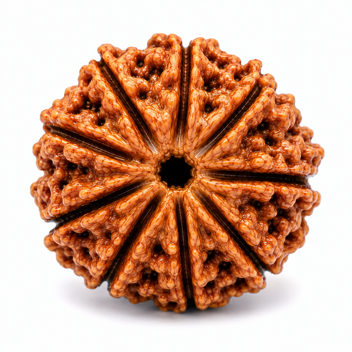 Divine 9 Mukhi Rudraksha | Nav Mukhi Rudraksha Bead for Puja, Japa & Meditation