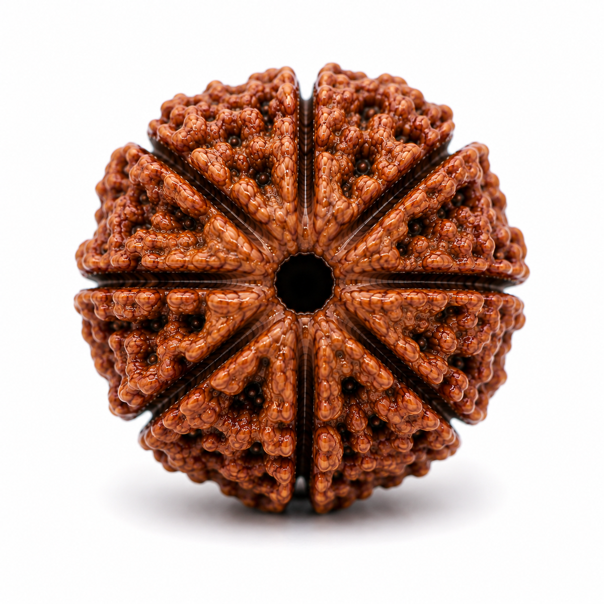Divine 9 Mukhi Rudraksha | Nav Mukhi Rudraksha Bead for Puja, Japa & Meditation