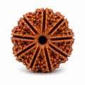 Premium 10 Mukhi Rudraksha | Das Mukhi Rudraksha Bead for Puja & Spiritual Use