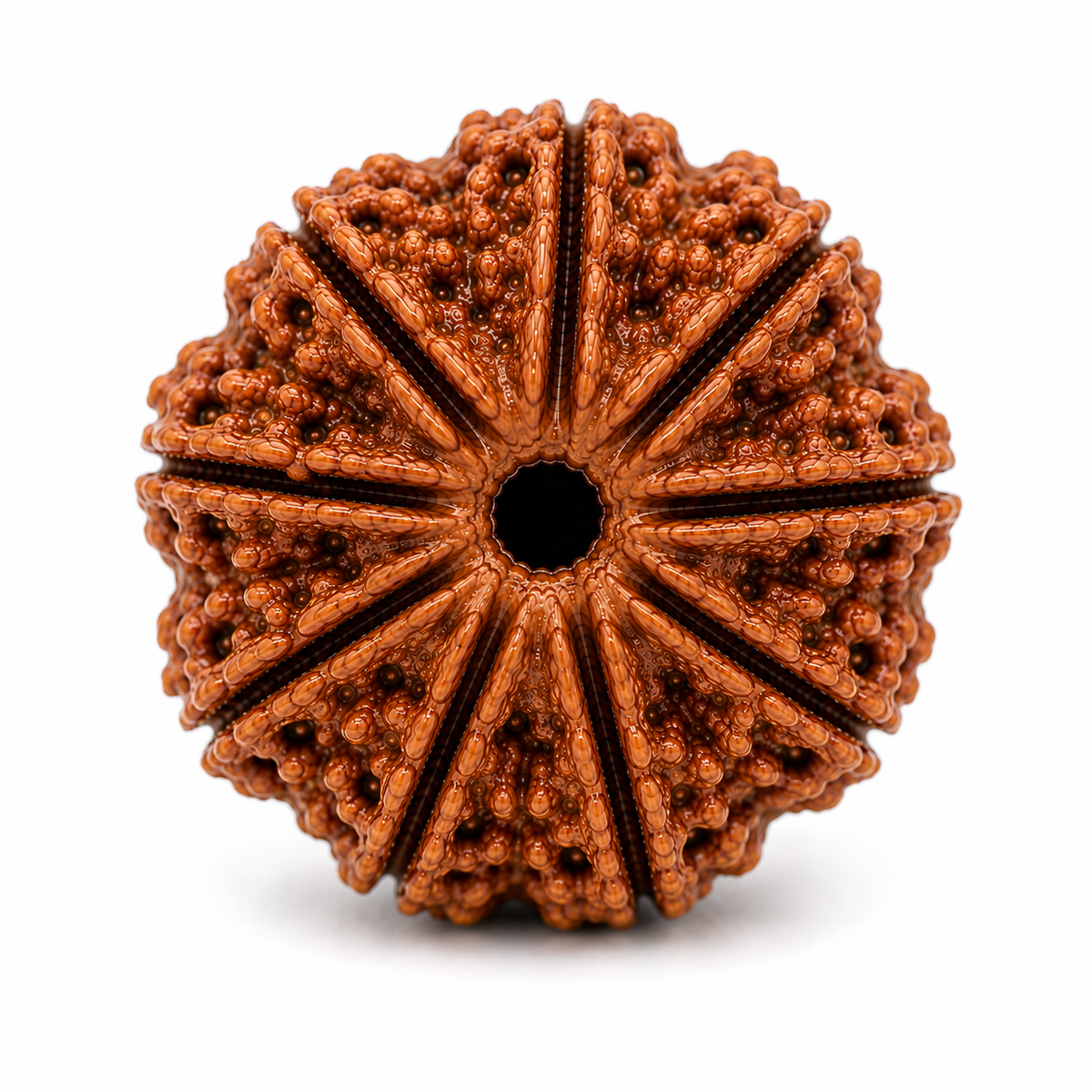 Premium 10 Mukhi Rudraksha | Das Mukhi Rudraksha Bead for Puja & Spiritual Use