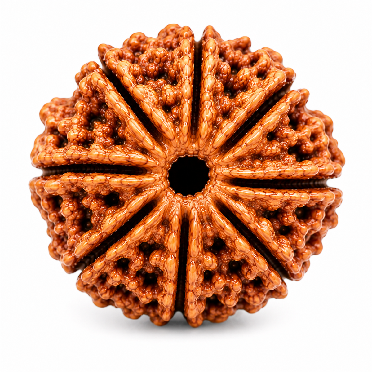 Premium 10 Mukhi Rudraksha | Das Mukhi Rudraksha Bead for Puja & Spiritual Use