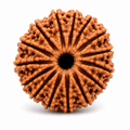 Sacred 11 Mukhi Rudraksha | Gyarah Mukhi Rudraksha for Puja, Japa & Meditation
