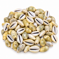 Natural Cowrie Shells Collection Pack Of 11