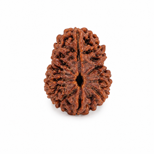 1 Mukhi Rudraksha | Ek Mukhi Rudraksha Bead for Puja & Spiritual Use