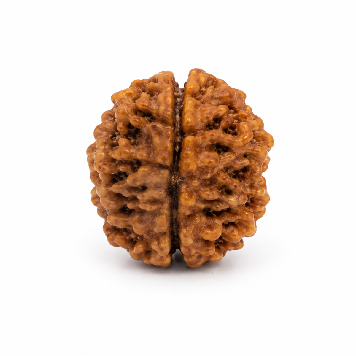 2 Mukhi Rudraksha | Do Mukhi Rudraksha Bead for Puja & Meditation