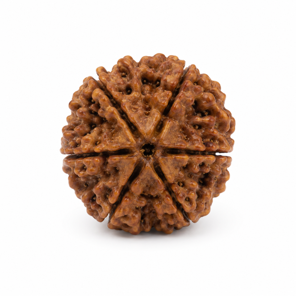 Teen Mukhi Rudraksha Bead for Puja & Meditation