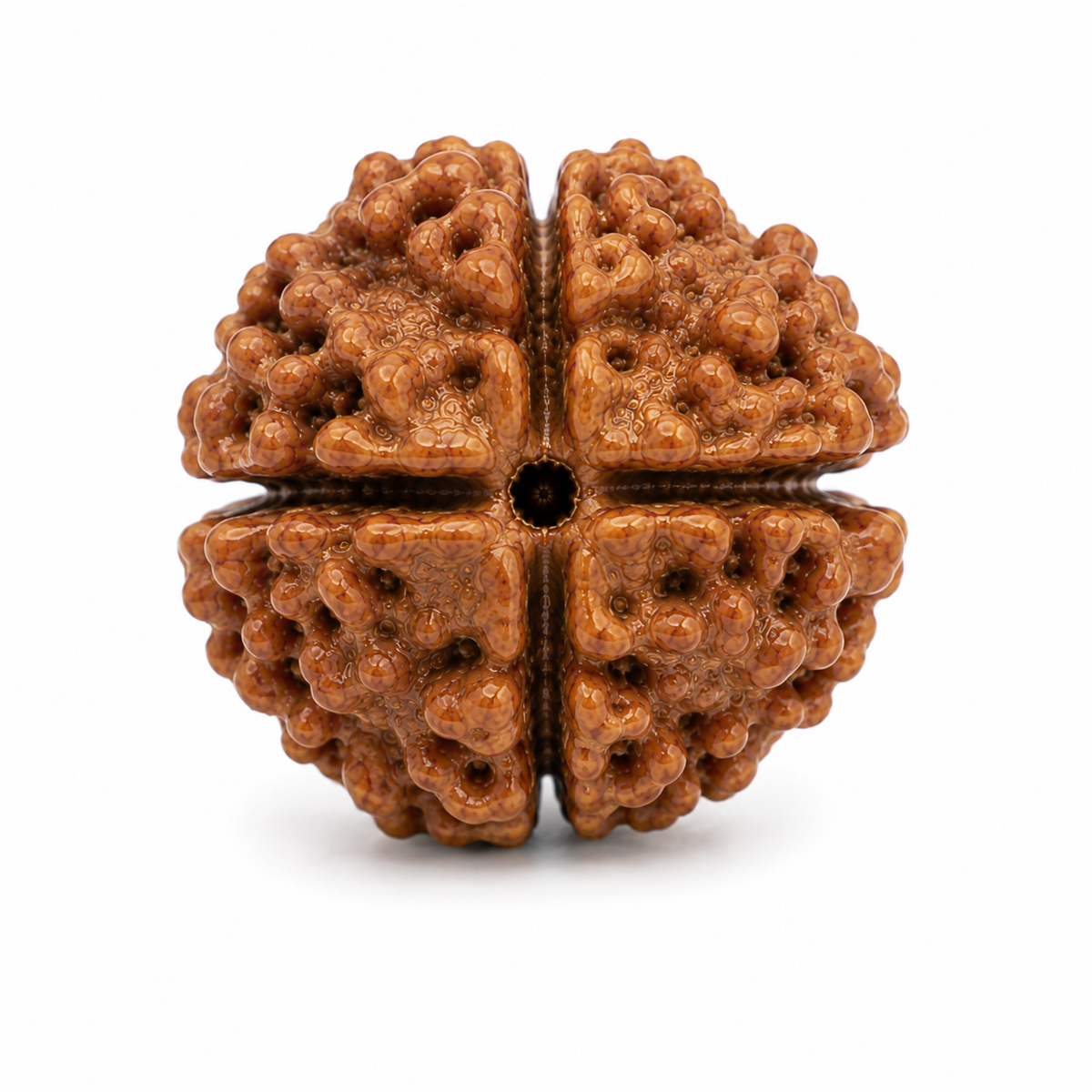 4 Mukhi Rudraksha