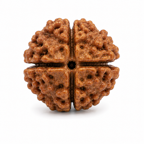 4 Mukhi Rudraksha