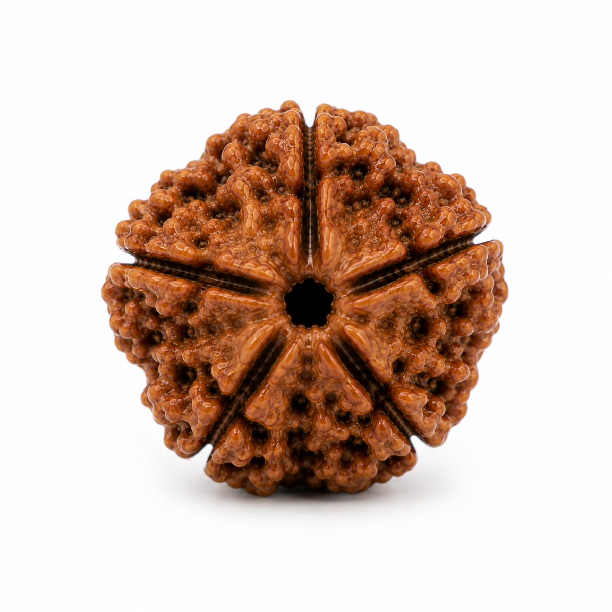 5 Mukhi Rudraksha | Panch Mukhi Rudraksha Bead for Puja & Meditation
