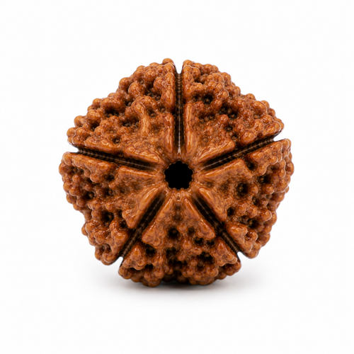 5 Mukhi Rudraksha | Panch Mukhi Rudraksha Bead for Puja & Meditation