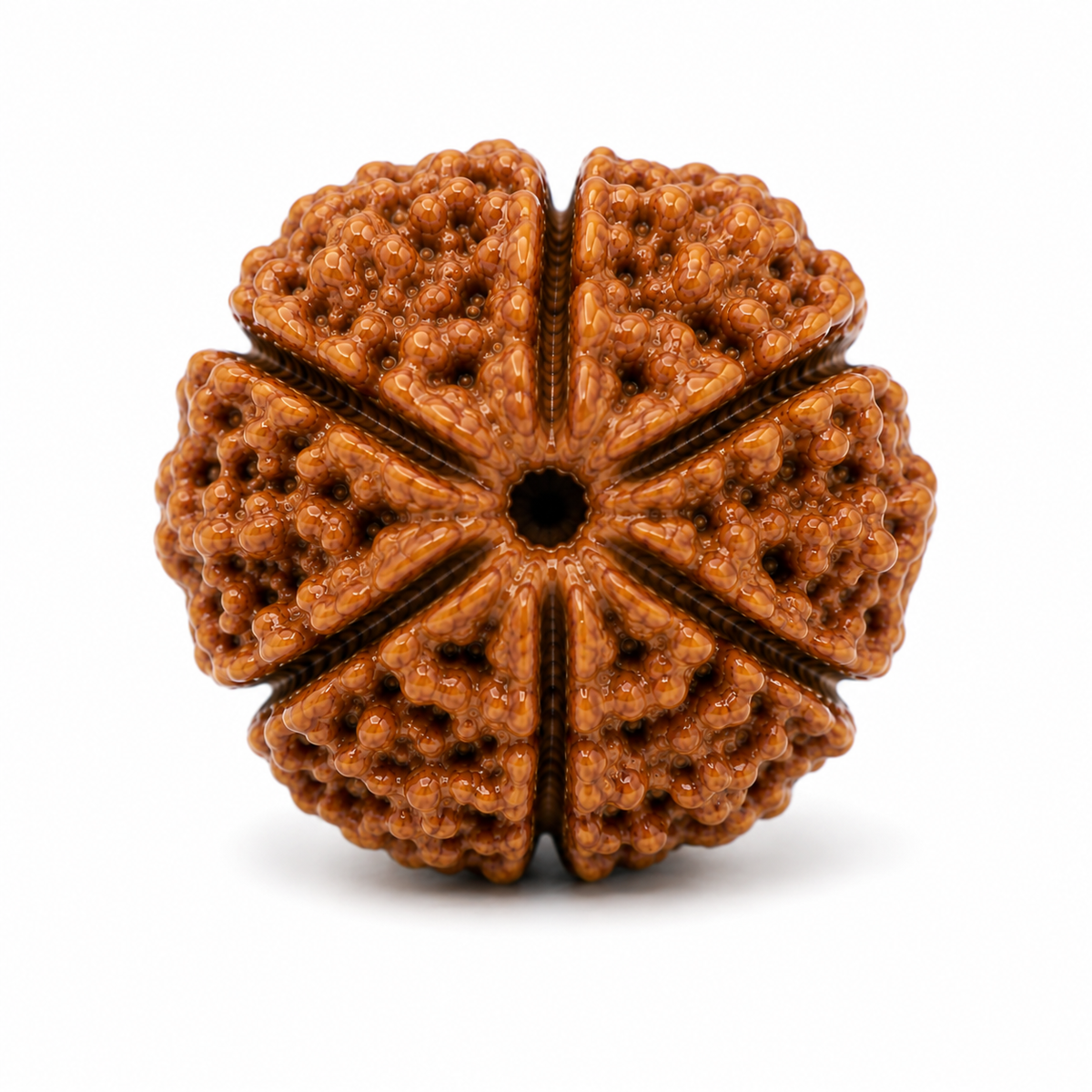 6 Mukhi Rudraksha