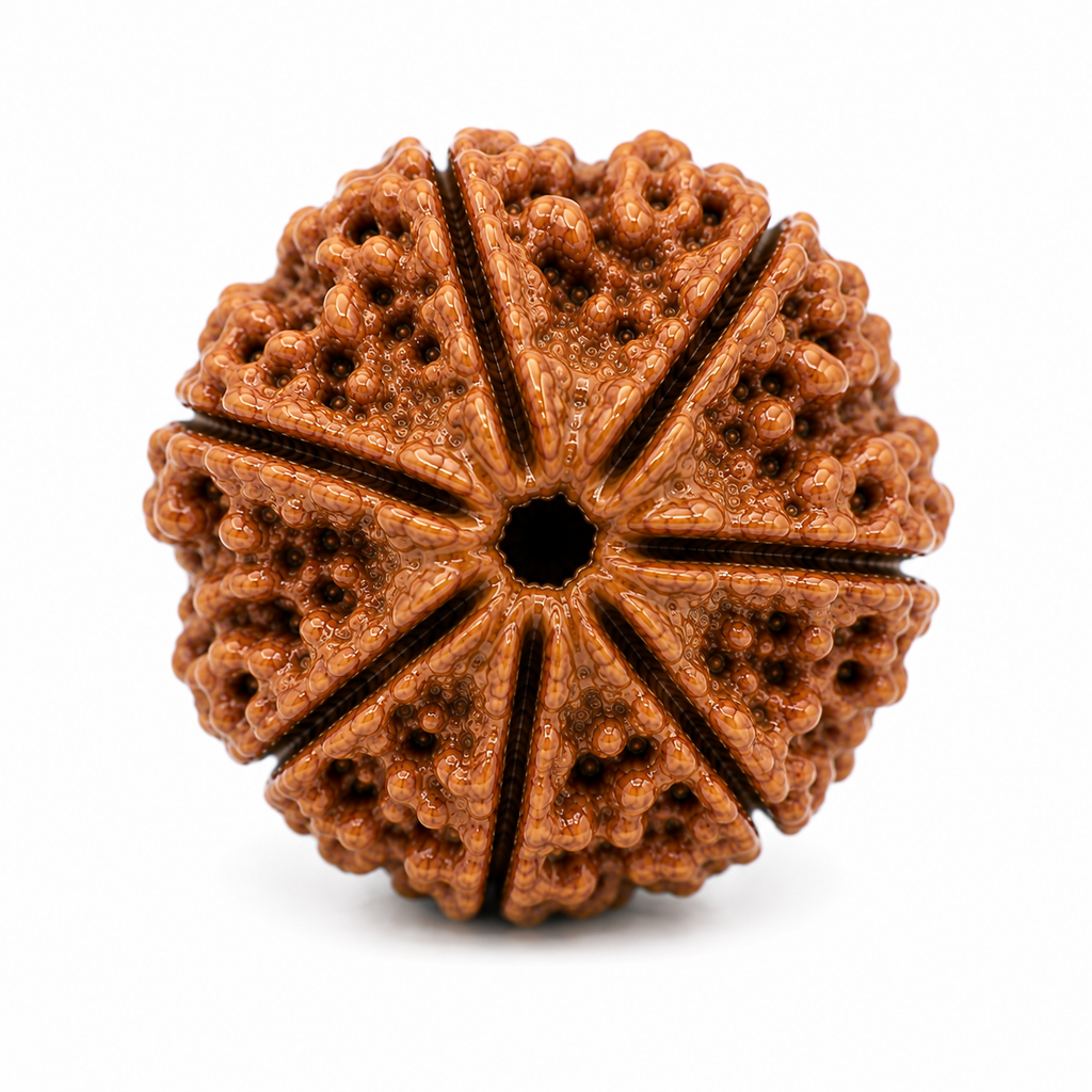 7 Mukhi Rudraksha | Saat Mukhi Rudraksha Bead for Puja
