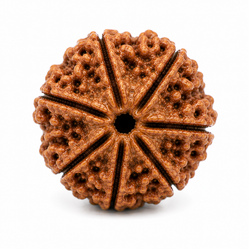 7 Mukhi Rudraksha | Saat Mukhi Rudraksha Bead for Puja