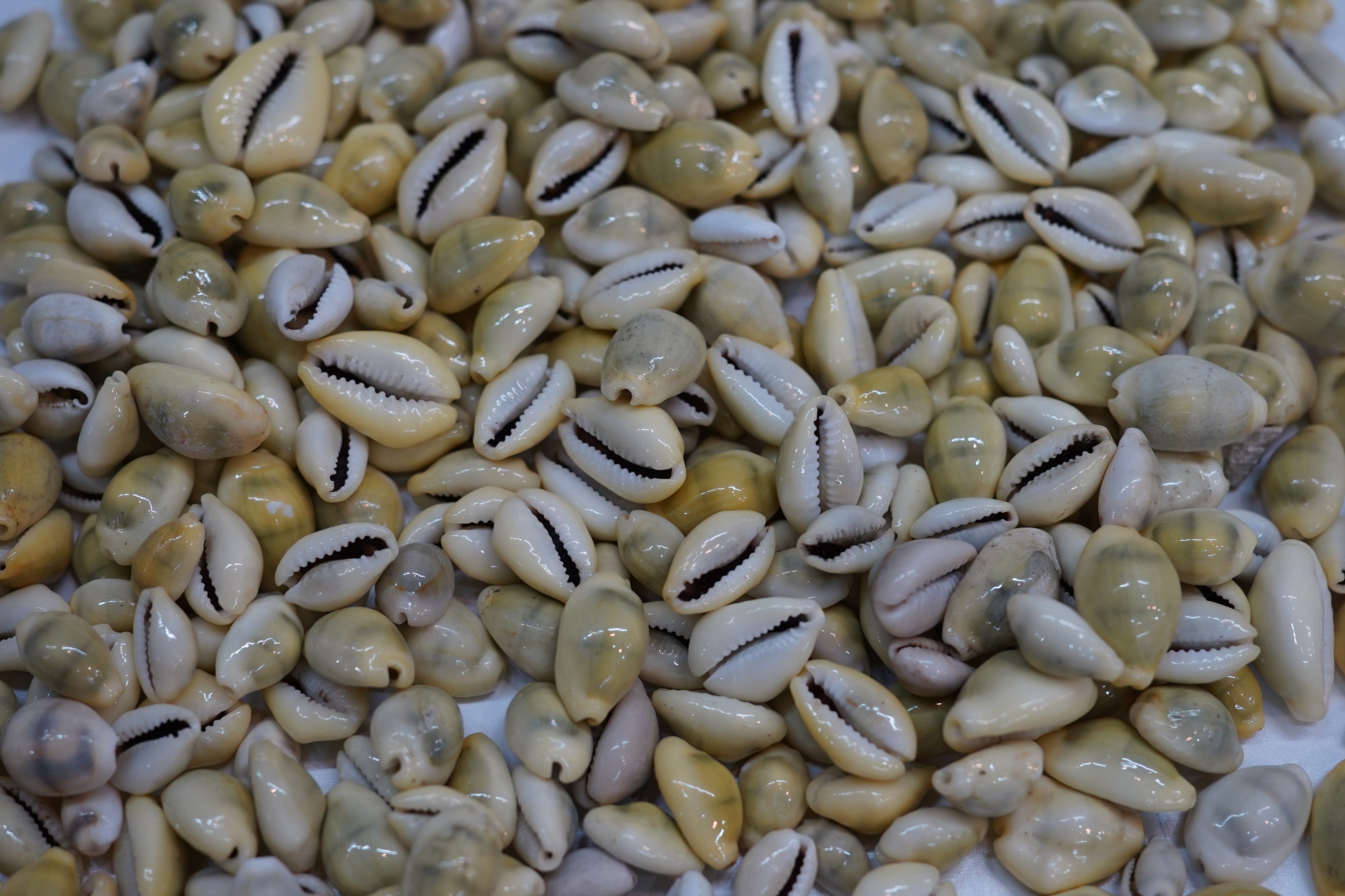 Natural Cowrie Shells Collection