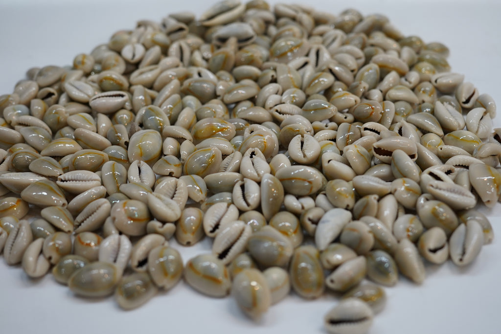 Natural Cowrie Shells Collection