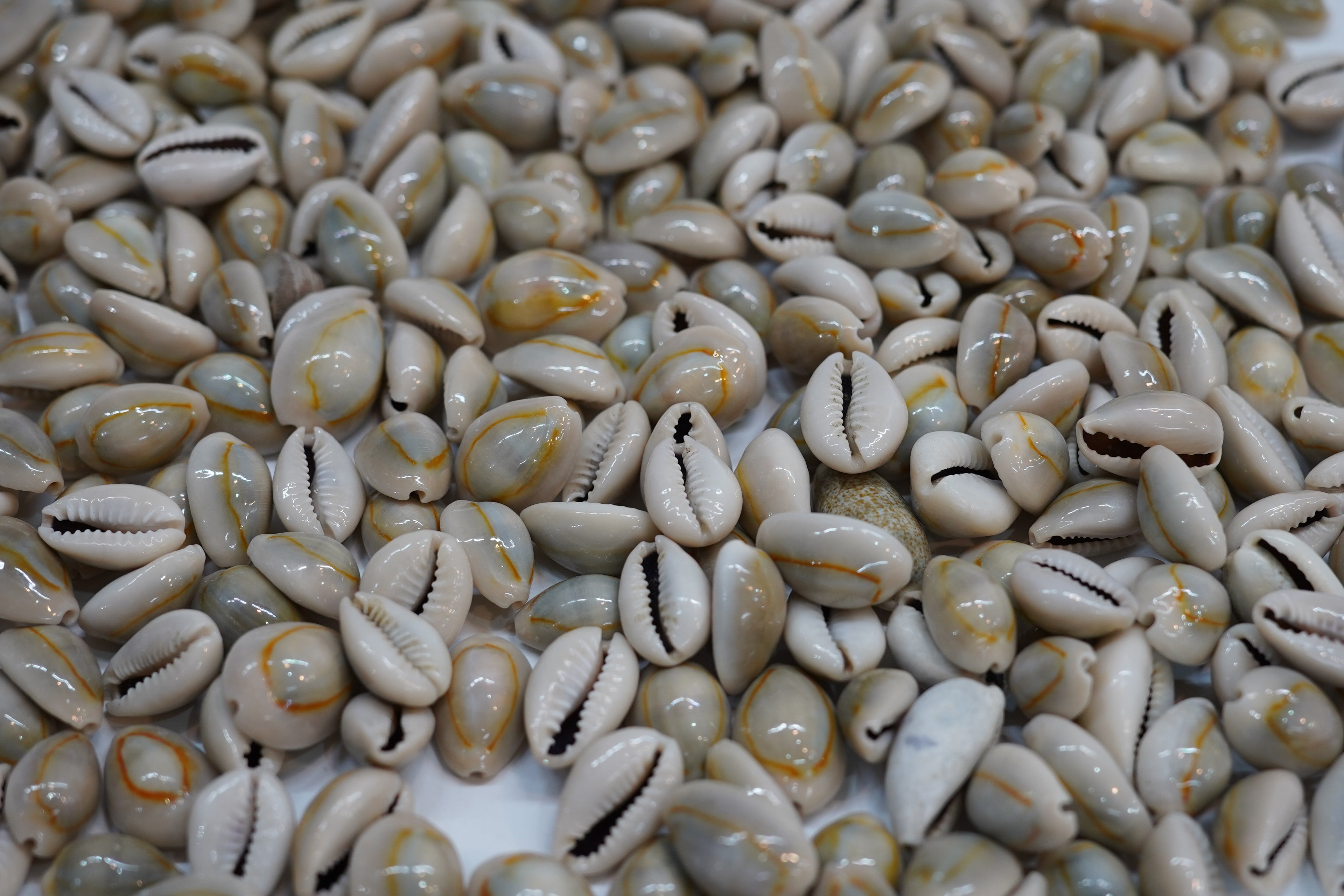 Natural Cowrie Shells Collection