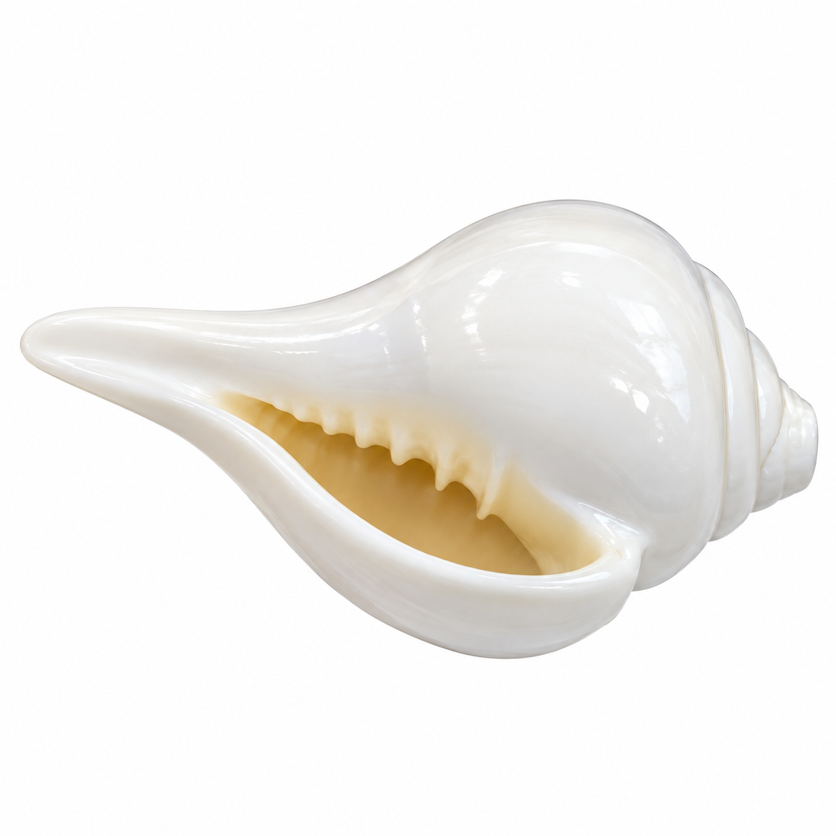 Premium White Shankh for Pooja