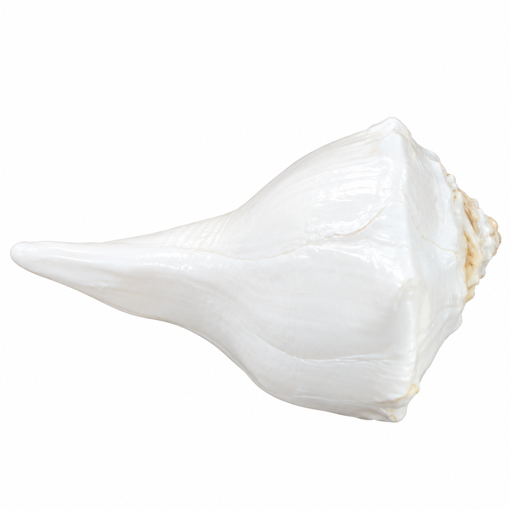 Natural White Conch Shell for Vishnu & Lakshmi Puja