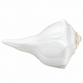 Natural White Conch Shell for Vishnu & Lakshmi Puja