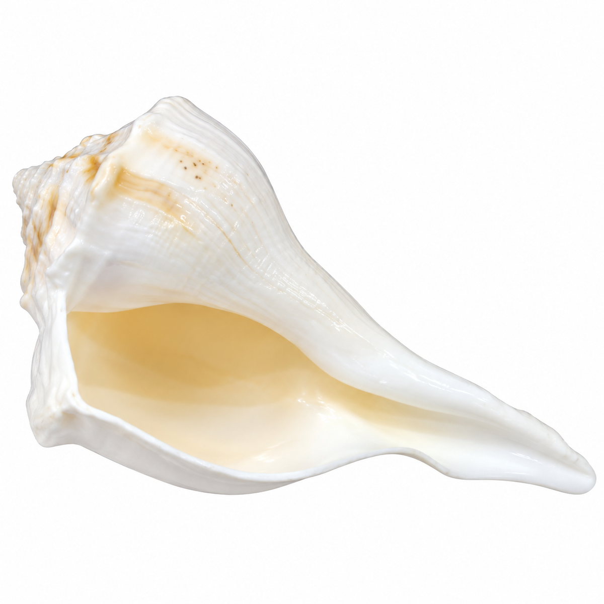 Natural White Conch Shell for Vishnu & Lakshmi Puja